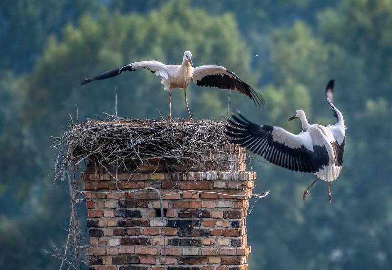 Professional Chimney Animal Removal Services in Birmingham, Michigan