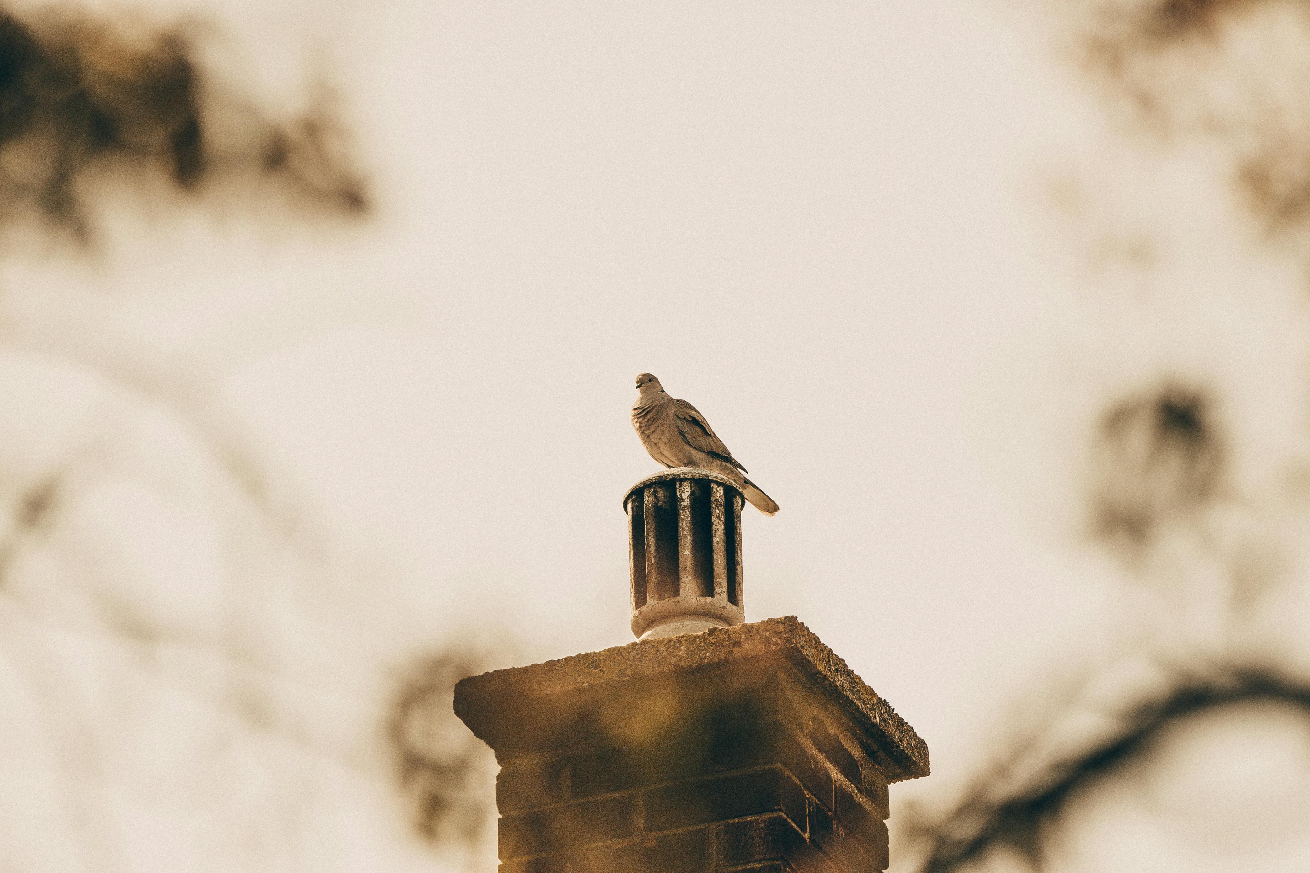 Professional Chimney Cap and Damper In Birmingham Michigan